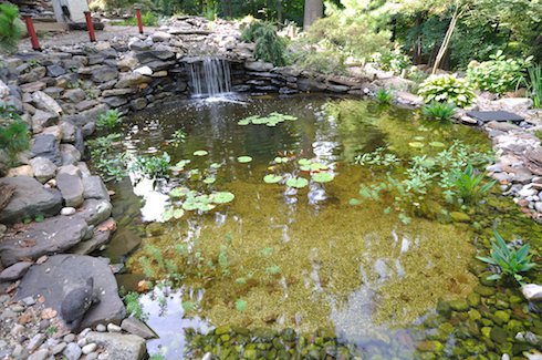 water garden