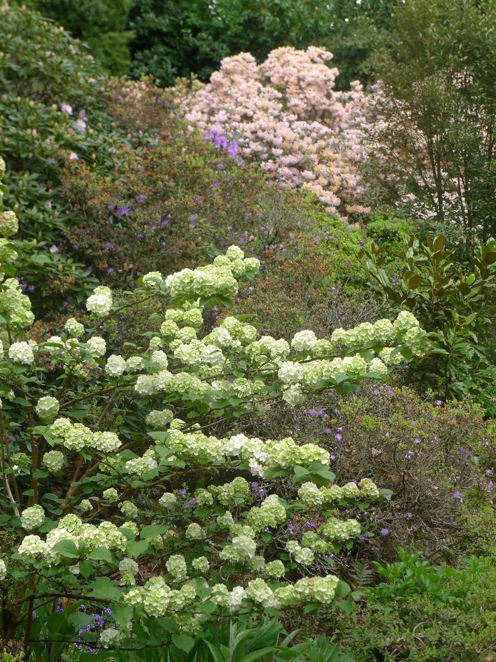 2- Multi-layered color using Snowball bush and rhododendron on a steep slope.JPG