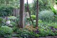 4- Shady woodland is an ideal location for a layered garden using foliage plants of different heights, colors and textures at Cedaridge farm..jpg