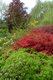 5- A vertical layered look in Monet_s Garden using a bright green Japanese maple, a red deciduous azaleas and dark evergreen spruce towering high into the sky..JPG