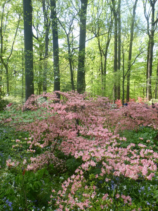 6- Azalea, Peach Bells in combination with the tall trunks of tulip poplars produces a vertical layered look at Winterthur Garden, Delaware..JPG