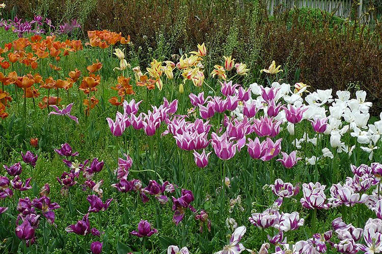 Tulip garden at Cedaridge Farm .png