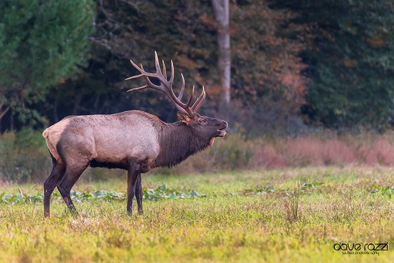 Elk.png