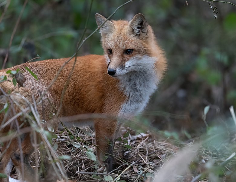 fox 2.png