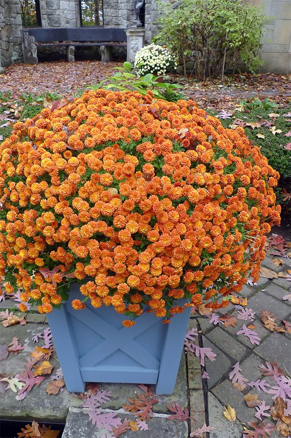 Container with chrysanthemum, 'Bronze Cushion' in a Versailles planter box.jpg