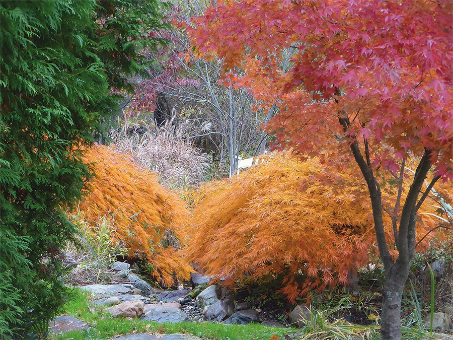 Tree- Japanese maples at Cedaridge Farm.jpg