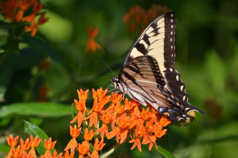 butterflyweed and tiger swallowtail.jpg