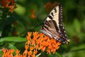 butterflyweed and tiger swallowtail.jpg