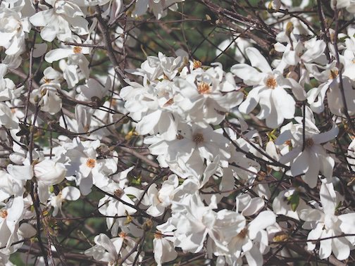 Sweetbay magnolia.jpg